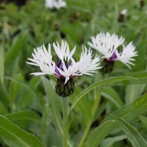 Centaurea montana 'Amethyst in Snow' ---